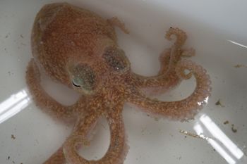 Media type: image;   Malacology 393900